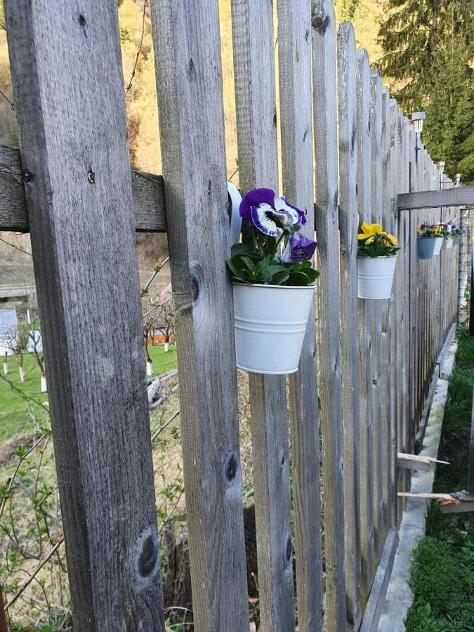 Cabana Valea Sadului Rau Sadului 외부 사진